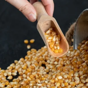 Corn Grain