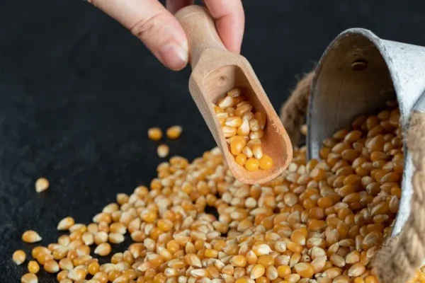Corn Grain