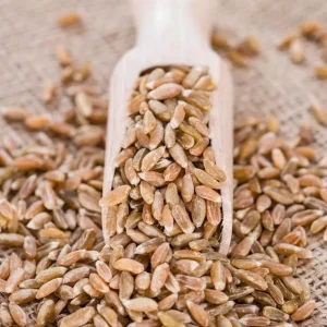 Wheat Grain