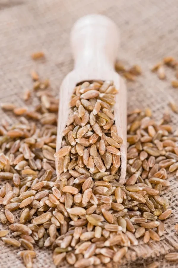 Wheat Grain