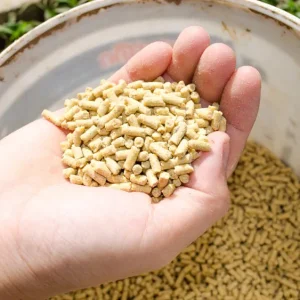 Layer Feed (for egg production)