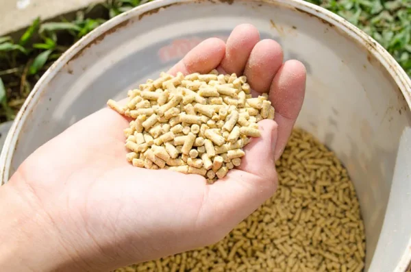 Layer Feed (for egg production)