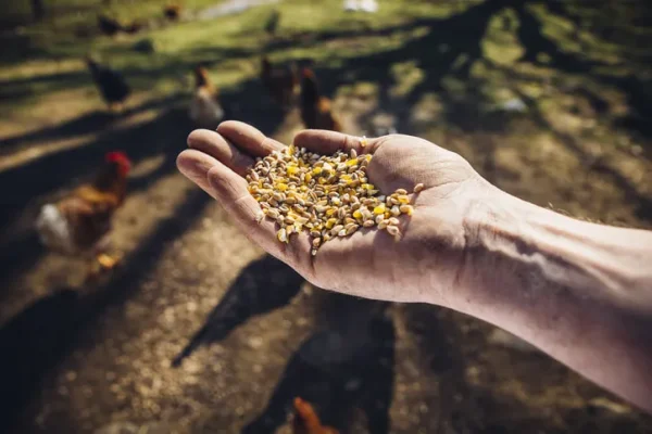 Organic Chicken Feed (no additives)