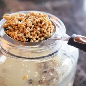 Fermented Chicken Feed (probiotic)