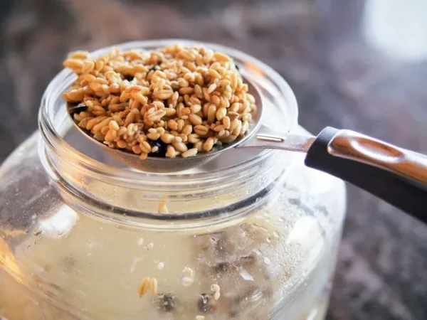 Fermented Chicken Feed (probiotic)